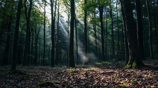 Erreurs fréquentes en cueillette forestière à éviter absolument